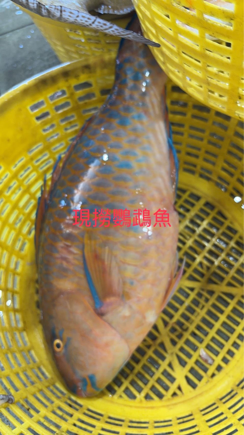 鸚鵡魚